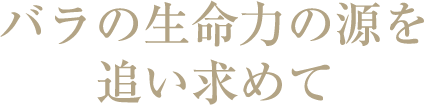 バラの生命力の源を追い求めて